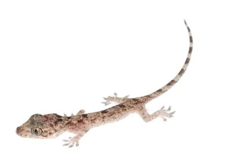 Gecko babe isolated Stock-Fotos