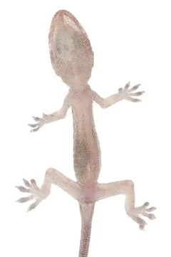 Gecko babe isolated Foto stock