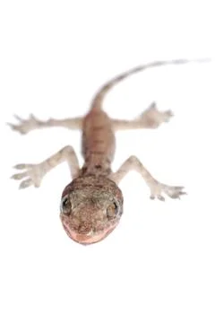 Gecko babe isolated Stock Photos