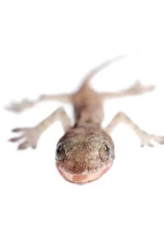 Gecko babe isolated Stock Photos