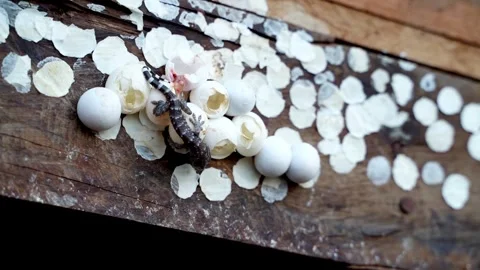 Gecko baby Stock Footage 249261505