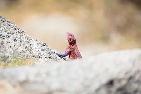 Gecko behind a rock Stock Photos