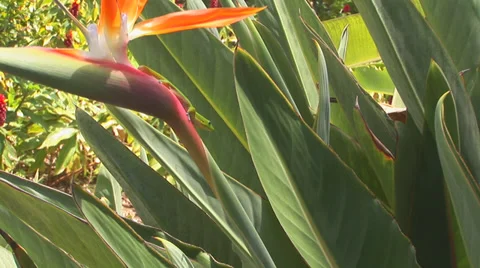 Gecko on Bird of Paradise Stock Footage 32185776