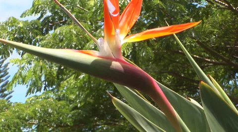Gecko on Bird of Paradise Stock Footage 32185833