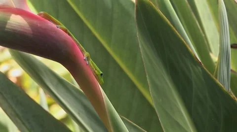 Gecko on Bird of Paradise Stock Footage 32185839
