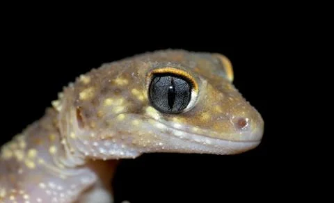 Gecko on black Stock Photos
