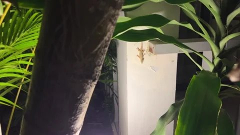 Gecko on brick wall in city outdoors. Exotic animal in street.Copy space. High Stock Footage 320162282