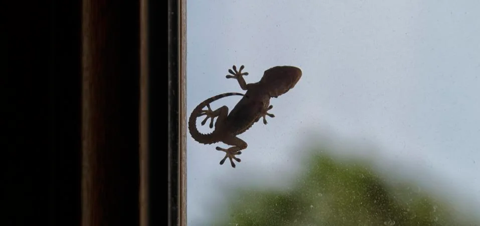 Gecko that can be used as logotype Stock Photos