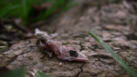 Gecko Carcass Stock Footage 949258