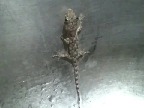 Gecko is caught in the sink, it seems to move its tongue a few times Stock Footage 161209612