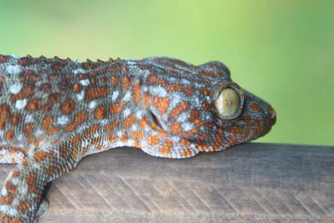 Gecko caught with wood. Stock-Fotos