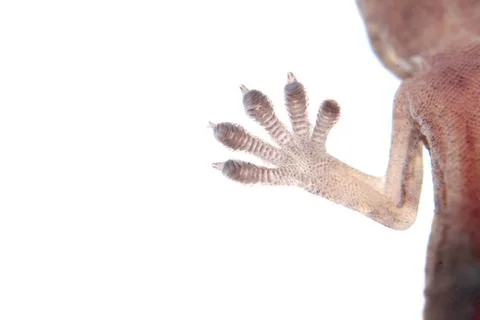 Gecko claw isolated Stock Photos