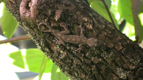 Gecko Climbing the Persimmon Tree in Search of Food Stock Footage 332841869