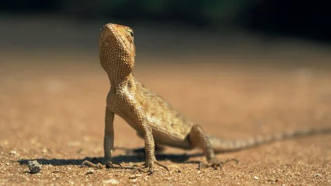 Gecko close up. Stock Footage 121690490