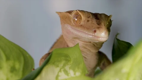 Gecko close up lizard portrait in jungle environment. Exotic and beautiful creat Stock Footage 113350971