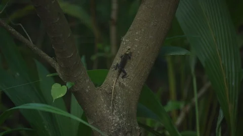 Gecko closeup eating insect 動画素材 95416069