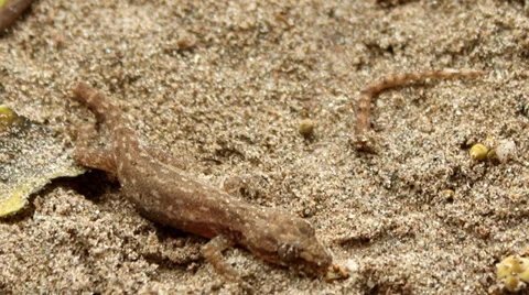Gecko crawling on the sand Vídeo Stock 37565259