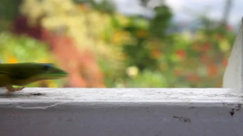Gecko Crossing Stock Footage 942960