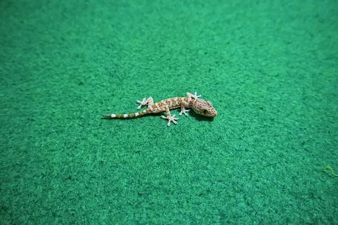 Gecko cub Stock Photos