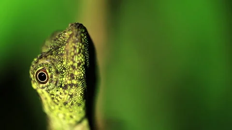 Gecko curious in the jungle Stock Footage 233393637