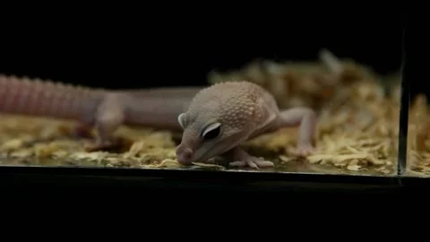 Gecko is a cute and adorable animal Stock Footage 299366653