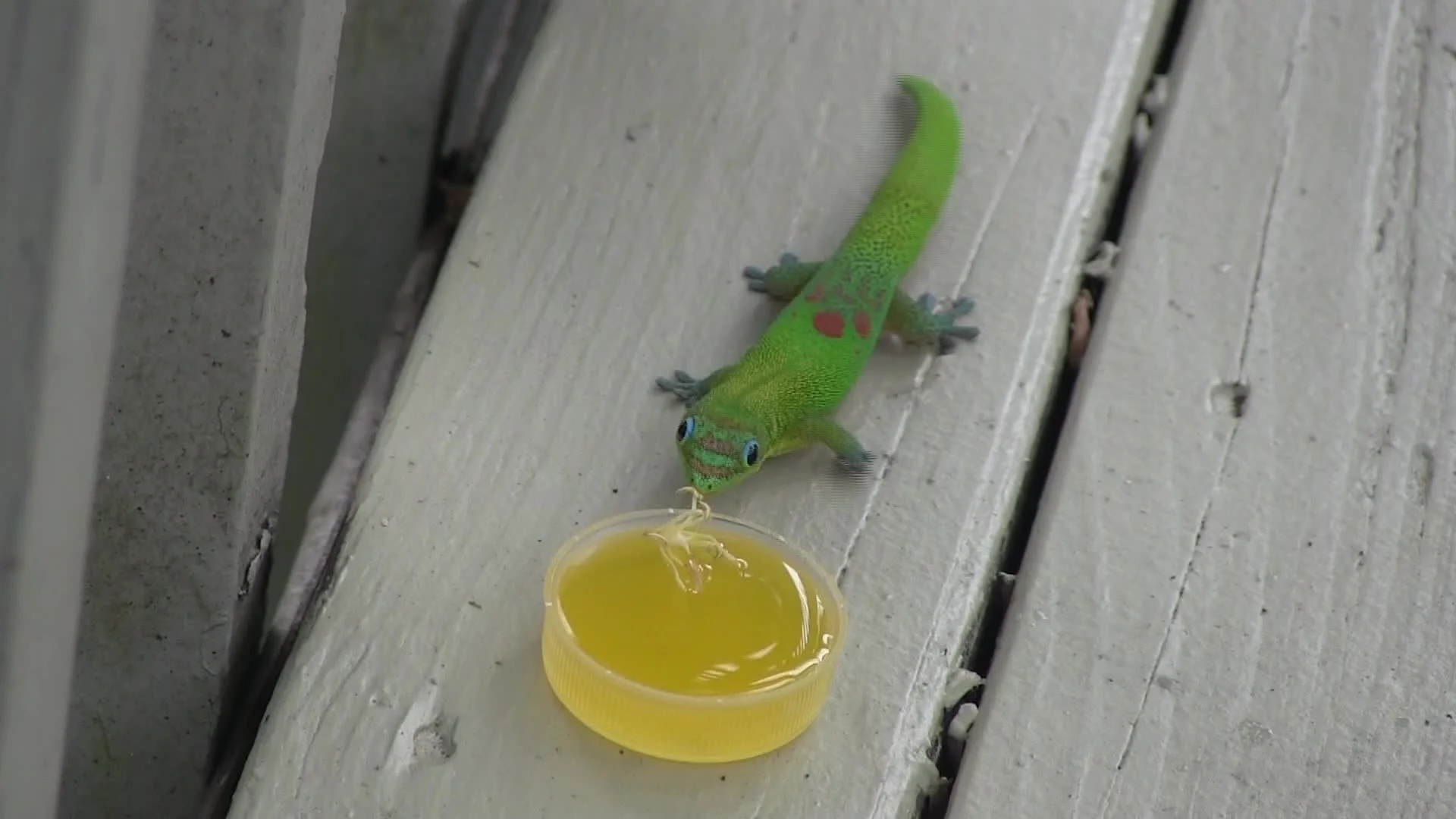 Gecko fruit clearance