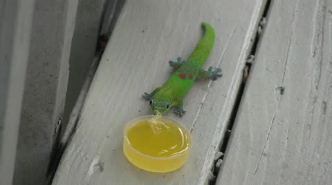 Fruit gecko 2024