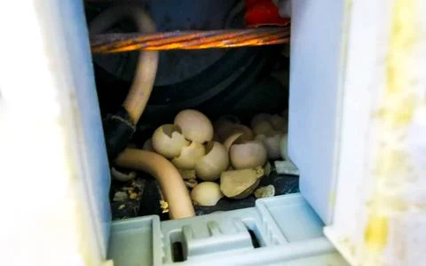 Gecko eggs in the socket in Playa del Carmen Mexico. Stock Photos