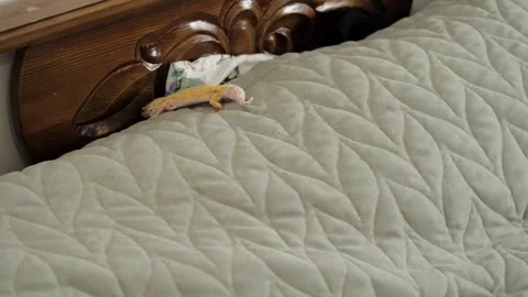 A gecko explores the edge of a bed, blending into the quilt s pattern. This Stock Footage 297366976