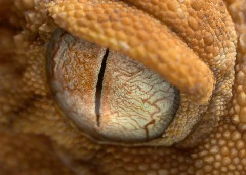 Gecko eye up close Stock Photos