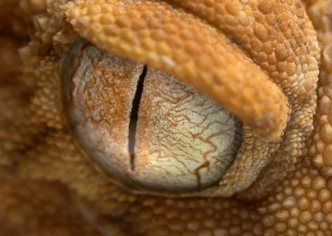 Gecko eye up close Stock Photos
