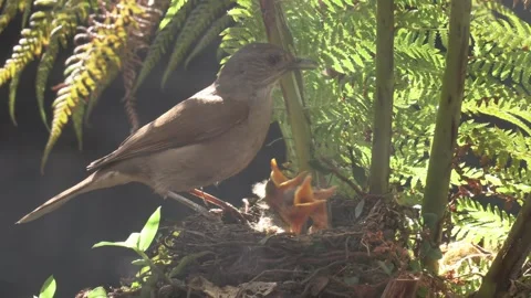 A gecko is fed to three Pale Breasted Thrush in a nest Stock Footage 293095431