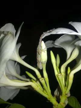Gecko on Flower Stock Photos