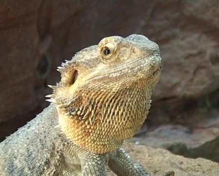 Gecko Vídeo Stock 328905