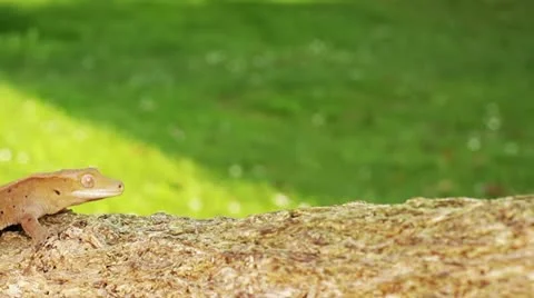 Gecko Stock Footage 12136665