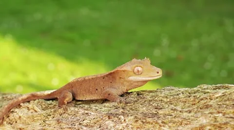 Gecko Stock Footage 12136752