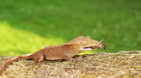 Gecko Stock Footage 12136781
