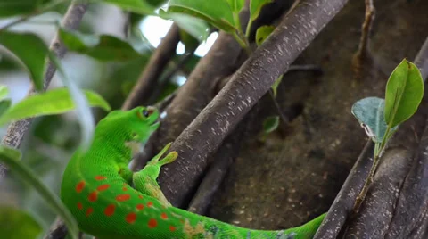 Gecko Stock Footage 33527379