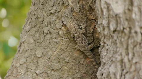 Gecko Stock Footage 35529492