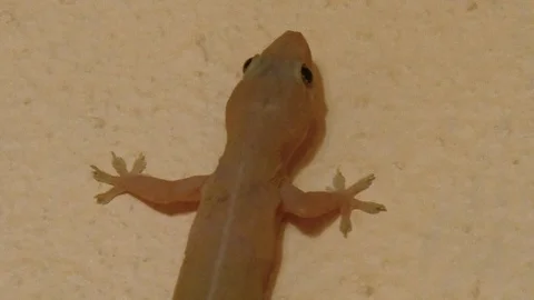 Gecko Stock Footage 121981156