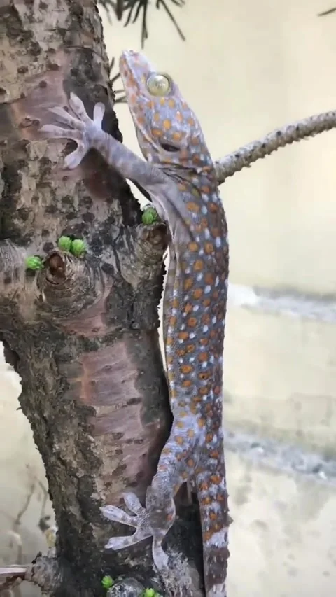 Gecko Stock Footage 244584552