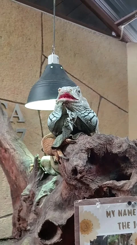 Gecko Stock Footage 303400408