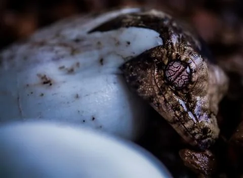 Gecko Hatching Stock Photos