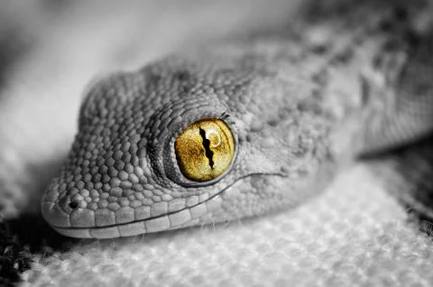 Gecko head Stock Photos