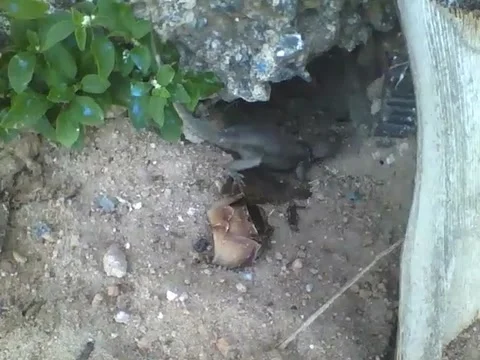 Gecko hides inside a hole in the sidewalk near the beach Stock Footage 163684941