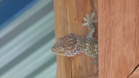 Gecko hiding under the wall Stock Footage 111767291