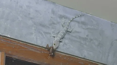 Gecko hunt the tree frog Stock Footage 88290166