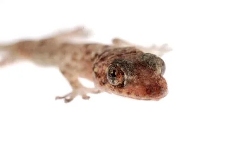 Gecko isolated Stock Photos