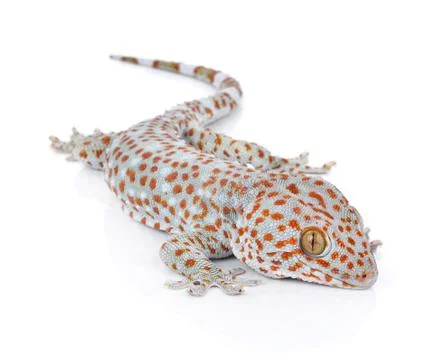 Gecko isolated on white background Stock Photos