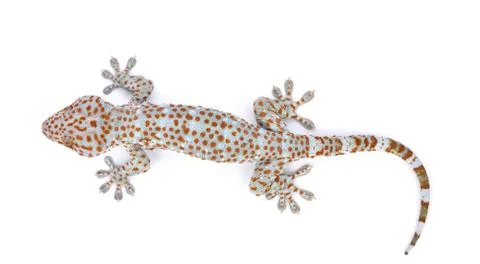 Gecko isolated on white background Stock Photos